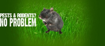 Pesky Possum Bird & Pest Control