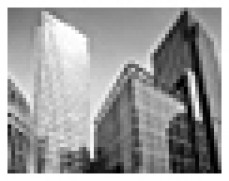 Pesky Possum Bird & Pest Control