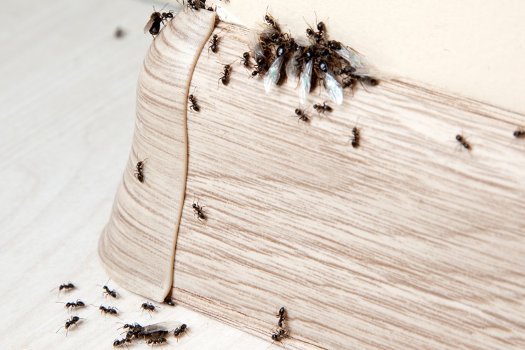 WestPest Pest Control