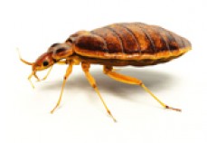 Enviro Pest Control Perth