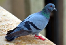 Enviro Pest Control Perth