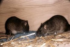 At Your Service (Quality Pest Control)