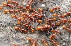 At Your Service (Quality Pest Control)