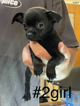 Chihuahua puppies for sale 