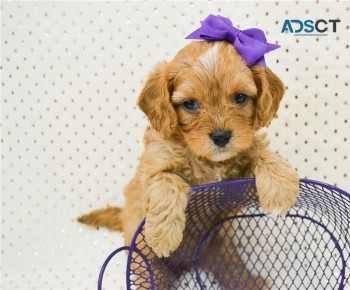 Toy Stunning Cavoodle Health Tested Pups