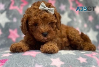TOY Cavoodle F1B puppies PRA Clear!