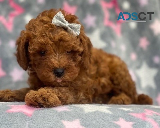 TOY Cavoodle F1B puppies PRA Clear!