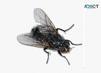 Max Pest Control Canberra