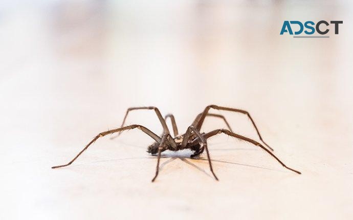 Max Pest Control Canberra