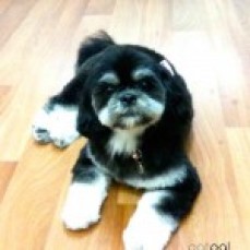 Patpal Dog Grooming
