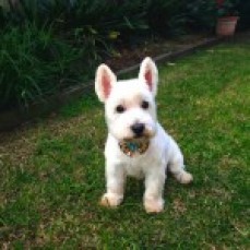 Patpal Dog Grooming