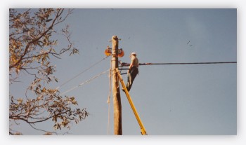 Thew & McCann Pty Ltd