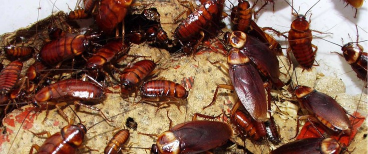 All Star Pest Control