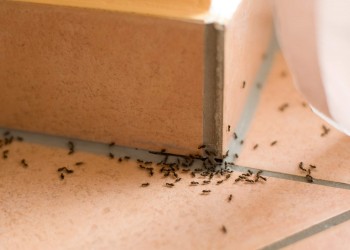 Ausmic Pest Control