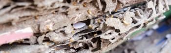 Ultra Pest Solutions
