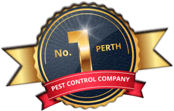 Chambers Pest Solutions
