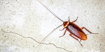 Border Regions Pest Control