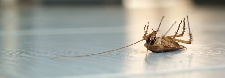 Accurate Pest Management