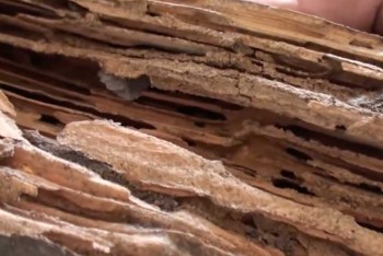 Active Termite & Pest Control