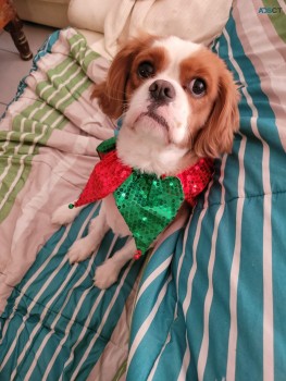 CAVA-TZU PUPPIES FOR SALE