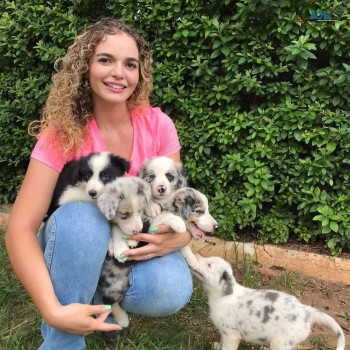 Border Collie puppies for sale