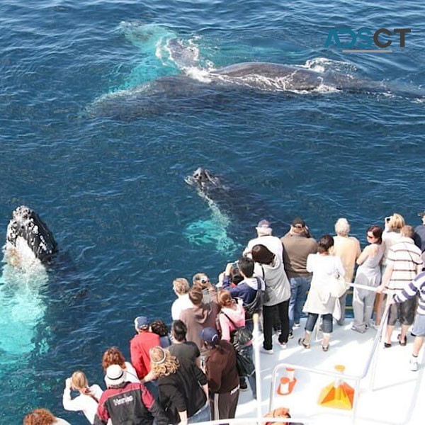 Spirit Whale Watching Gold Coast Tours