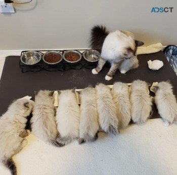 Luxury Ragdoll Kittens
