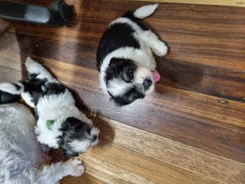 Lhasa Apso puppies 