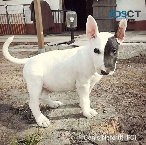 Miniature Bull Terrier Puppies
