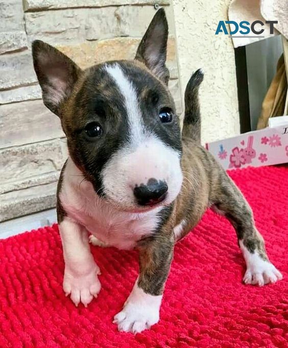 Miniature Bull Terrier Puppies