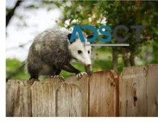 Possum Removal Adelaide