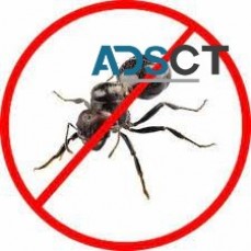 Ant Control Brisbane