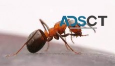 Ant Control Brisbane