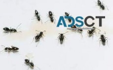 Ant Control Brisbane
