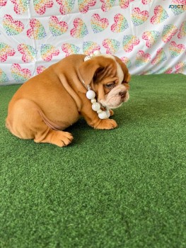 British Bulldog Pup 