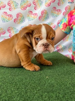 British Bulldog Pup 