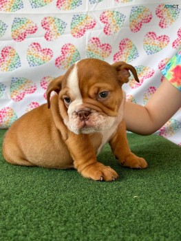 British Bulldog Pup 