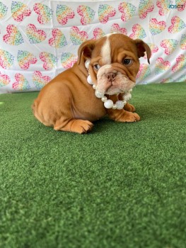 British Bulldog Pup 