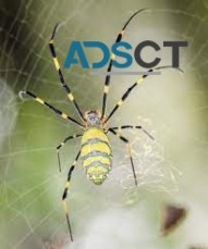 Spider Control Hobart