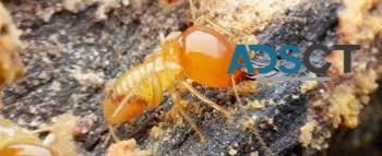 Termite Control Hobart