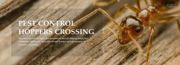 Termite Control Hobart