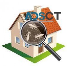 Termite Control Hobart