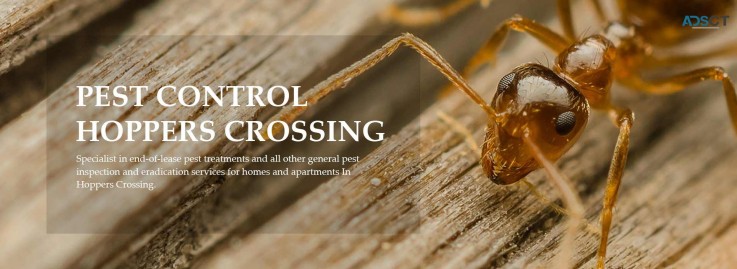 Termite Control Hobart