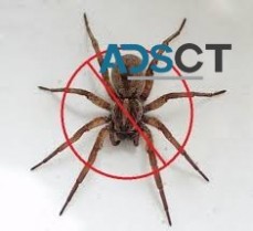 Spider Control Hobart