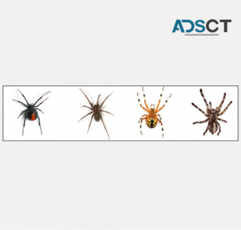 Spider Control Hobart