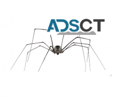 Spider Control Hobart