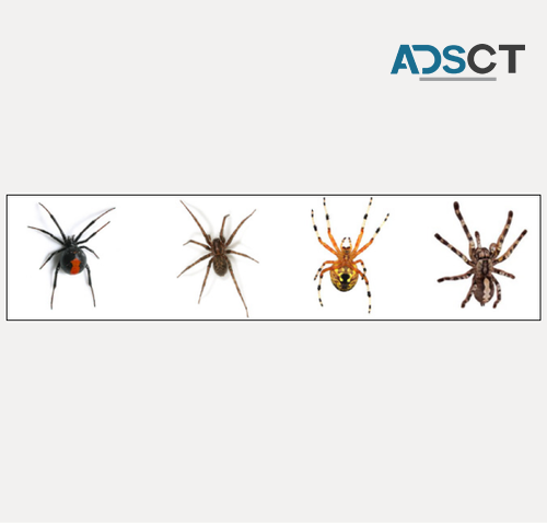 Spider Control Hobart