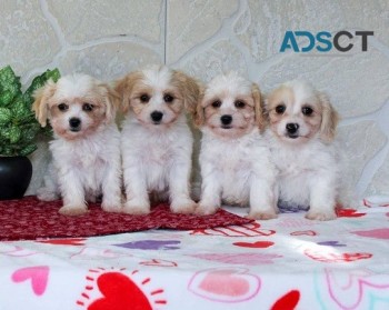 Cavachon Puppies for sale