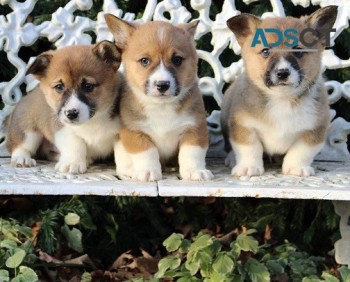 Pembroke Welsh Corgi puppies for sale
