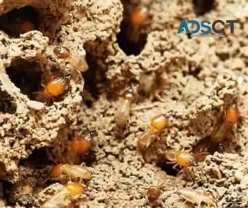 Termite Inspection Perth